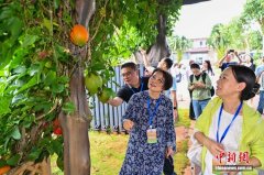 海外华媒海南采访行：在