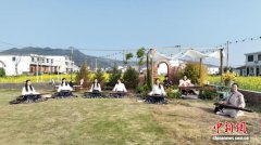 （乡村行·看振兴）春到田间满目“金” 浙江龙港“花浪”翻涌奏响共富曲