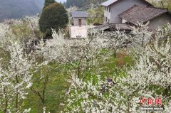 （乡村行·看振兴）湖北巴东：小水果开出致富花 农文旅融合促振兴