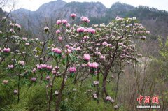 陕西商洛：秦岭高山杜鹃